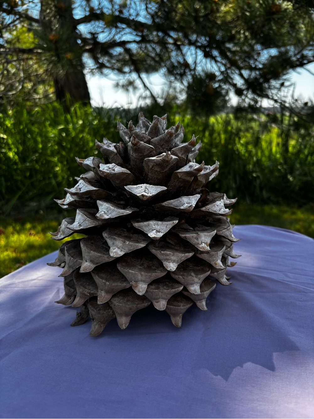 Giant Pinecone